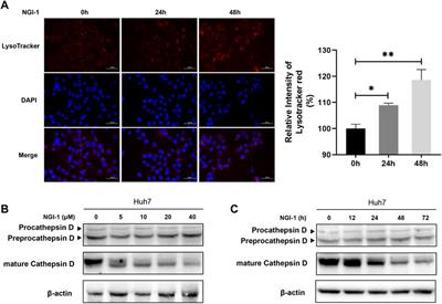 Nascent Glycoproteome Reveals That N-Linked Glycosylation Inhibitor-1 Suppresses Expression of Glycosylated Lysosome-Associated Membrane Protein-2